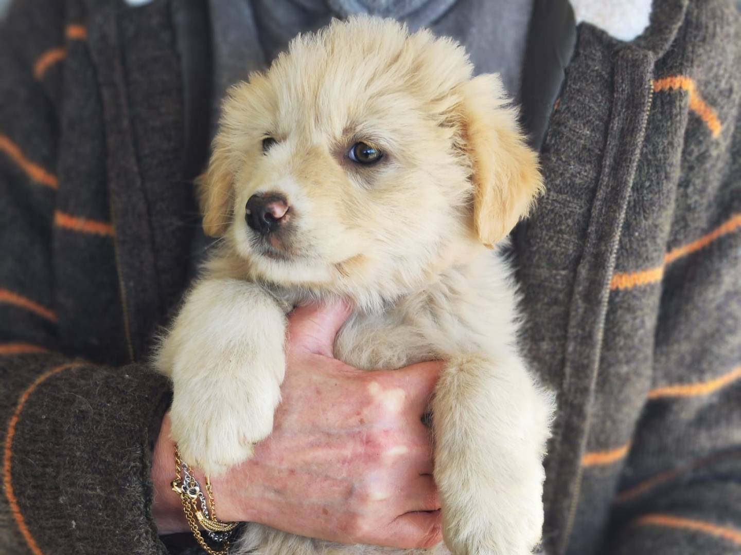 Adozione cane, maschio, Labrador Retriever Razza sconosciuta, 3 mesi, taglia media, Trapani