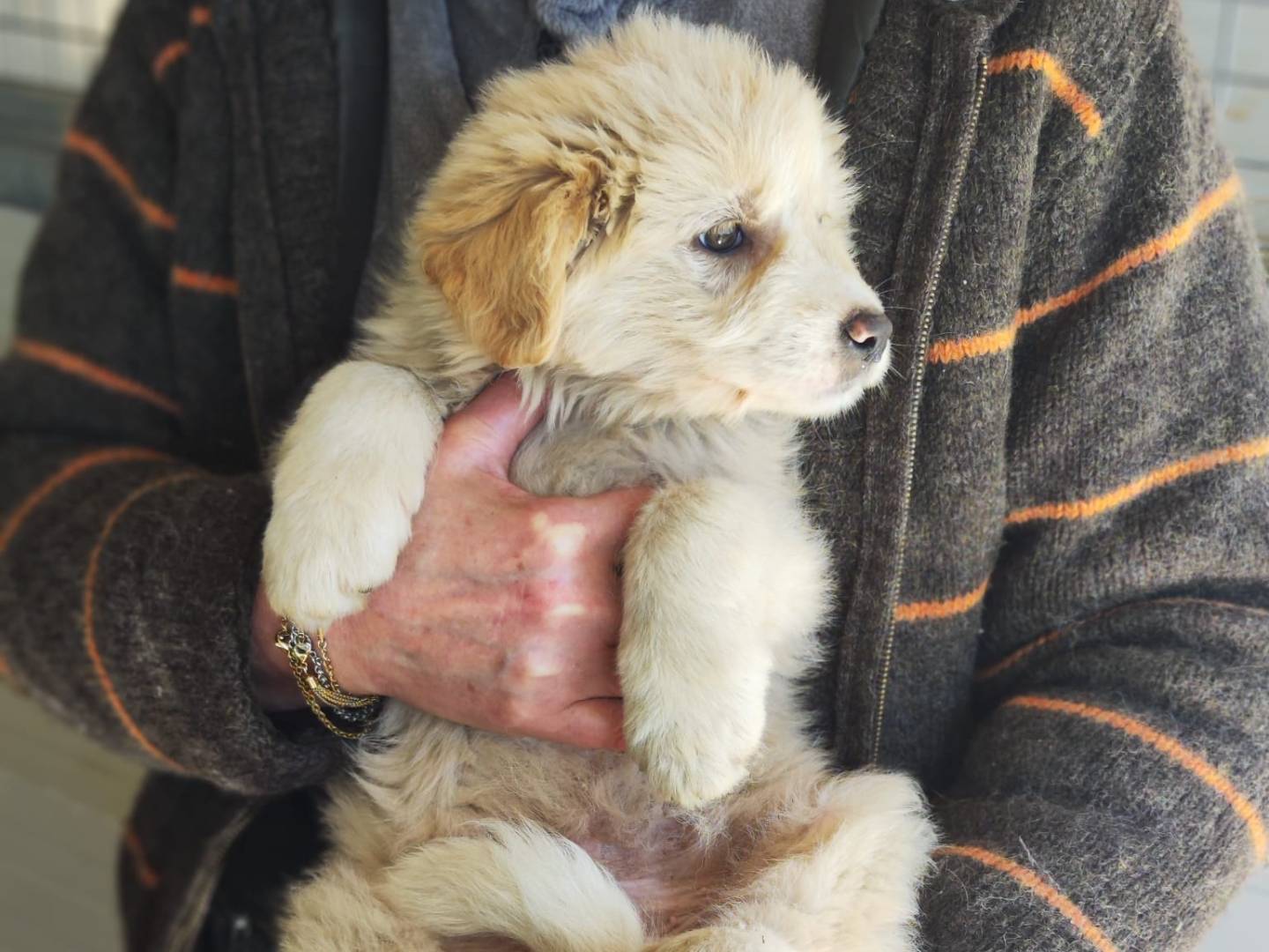 Vuoi adottare un cane a Trapani?