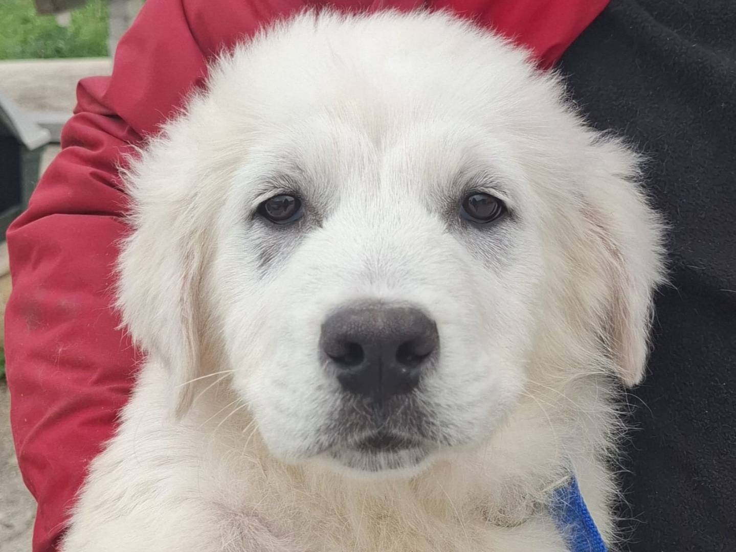 Adotta un cane, maschio, 3 mesi, Milano