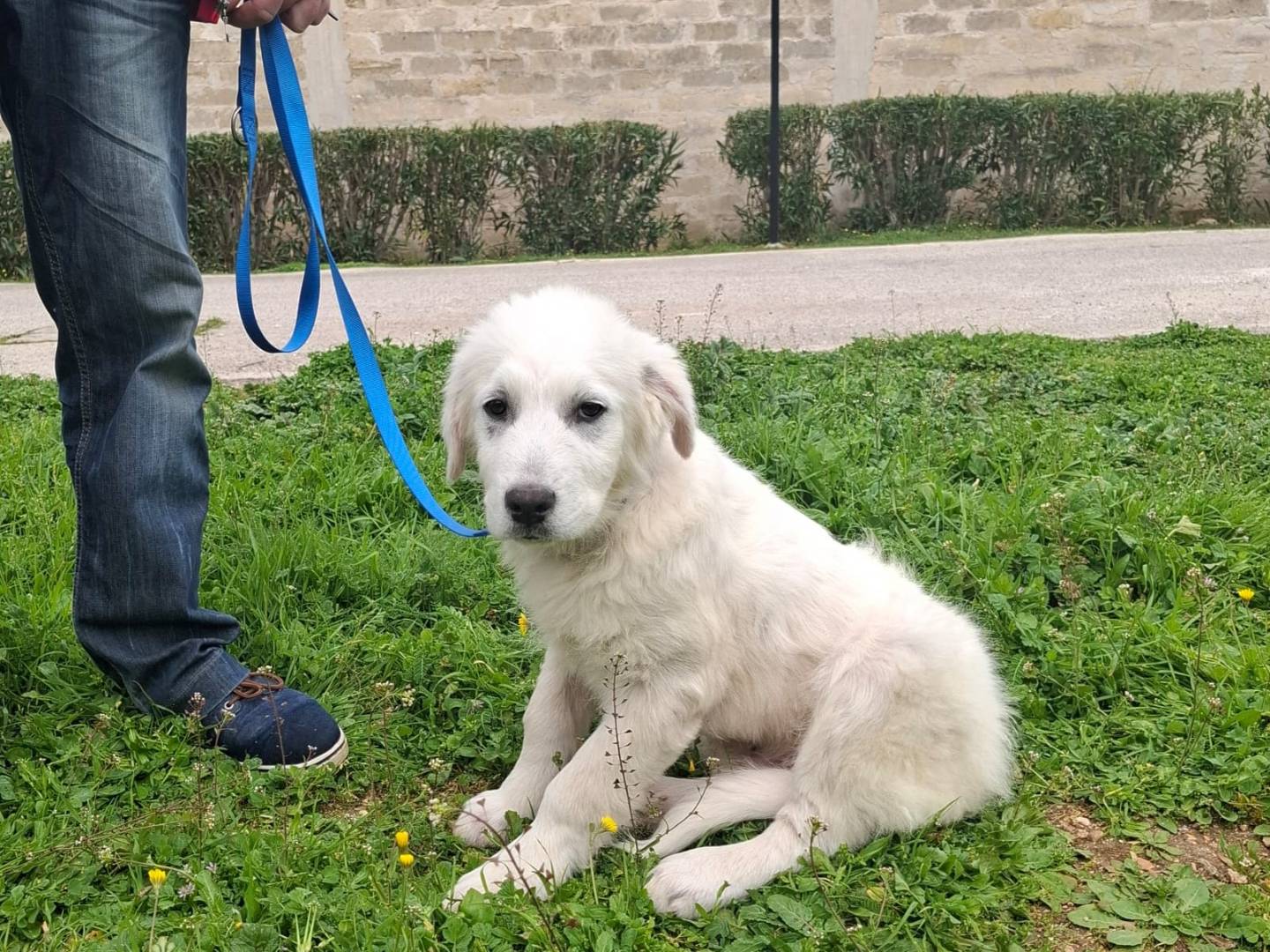 Adotta un cane, taglia grande, maschio, Milano