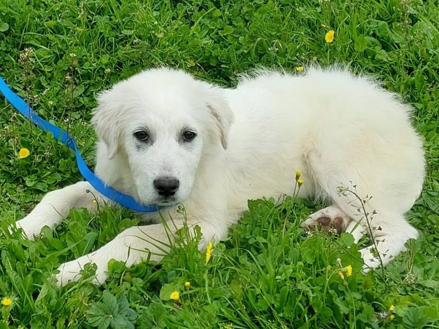 Vuoi adottare un cane a Milano?