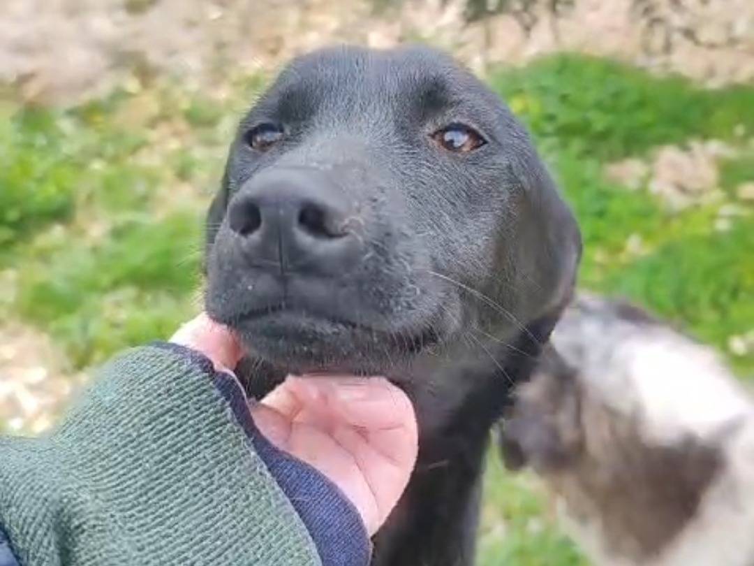 Adotta un cane, femmina, 8 mesi, Trapani