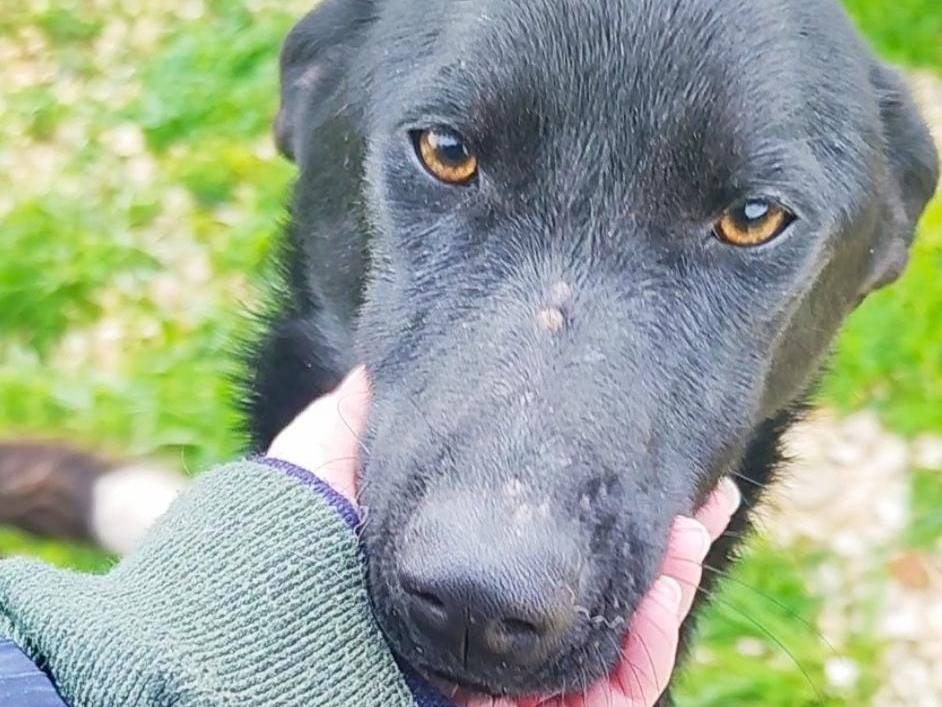 Adotta un cane, taglia media contenuta, femmina, Trapani