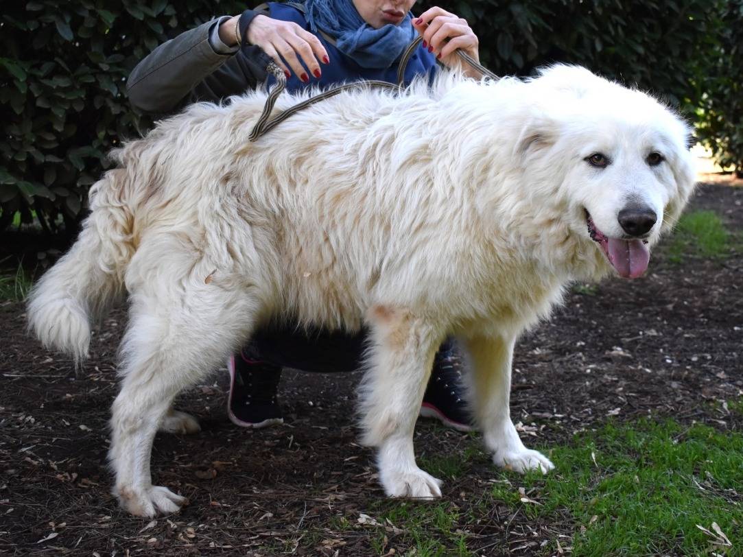 Vuoi adottare un cane a Roma?