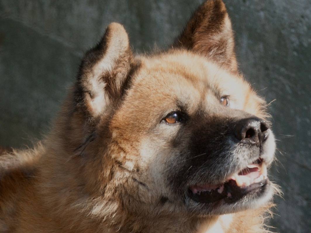 Adozione cane, maschio, Razza sconosciuta Razza sconosciuta, 6 anni e 10 mesi, taglia gigante, Frosinone