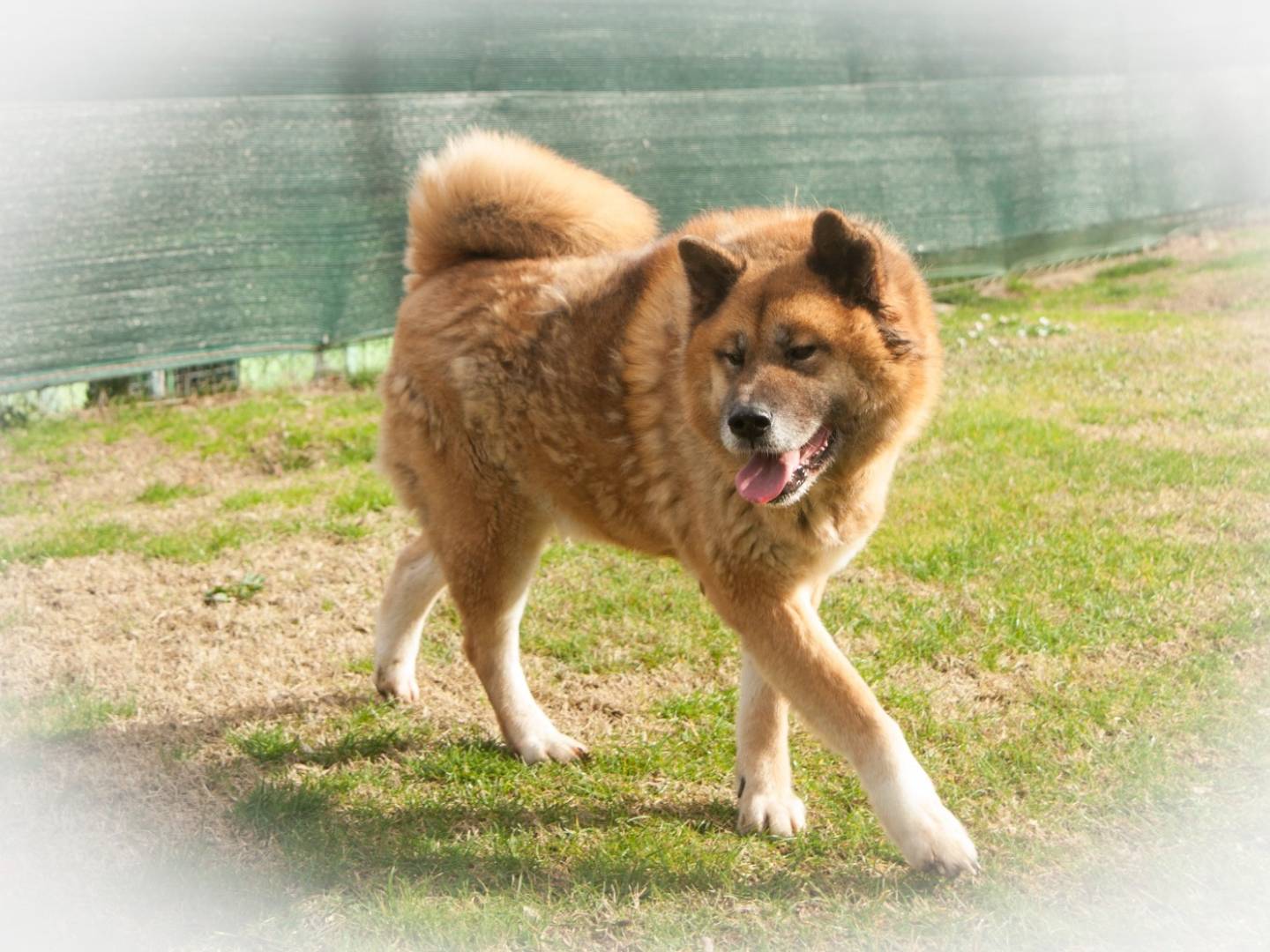 Adotta un cane, maschio, 6 anni e 10 mesi, Frosinone