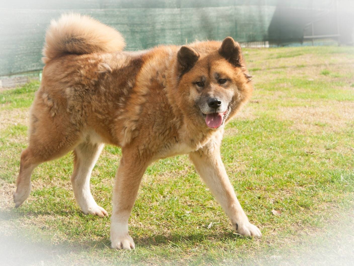 Adotta un cane, taglia gigante, maschio, Frosinone
