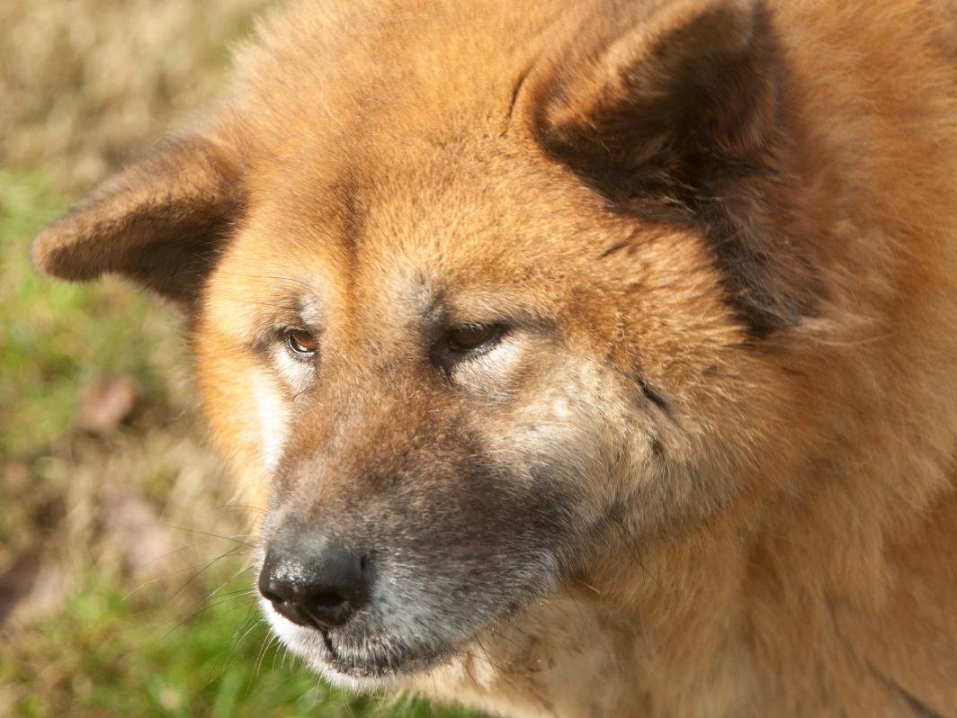 Vuoi adottare un cane a Frosinone?