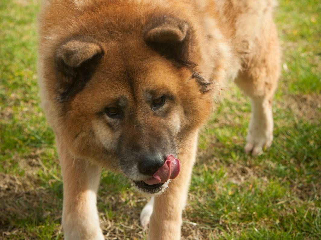 Adotta il cane LUKAS a Frosinone