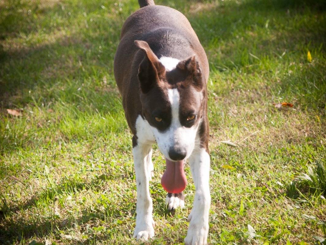 Vuoi adottare un cane a Frosinone?