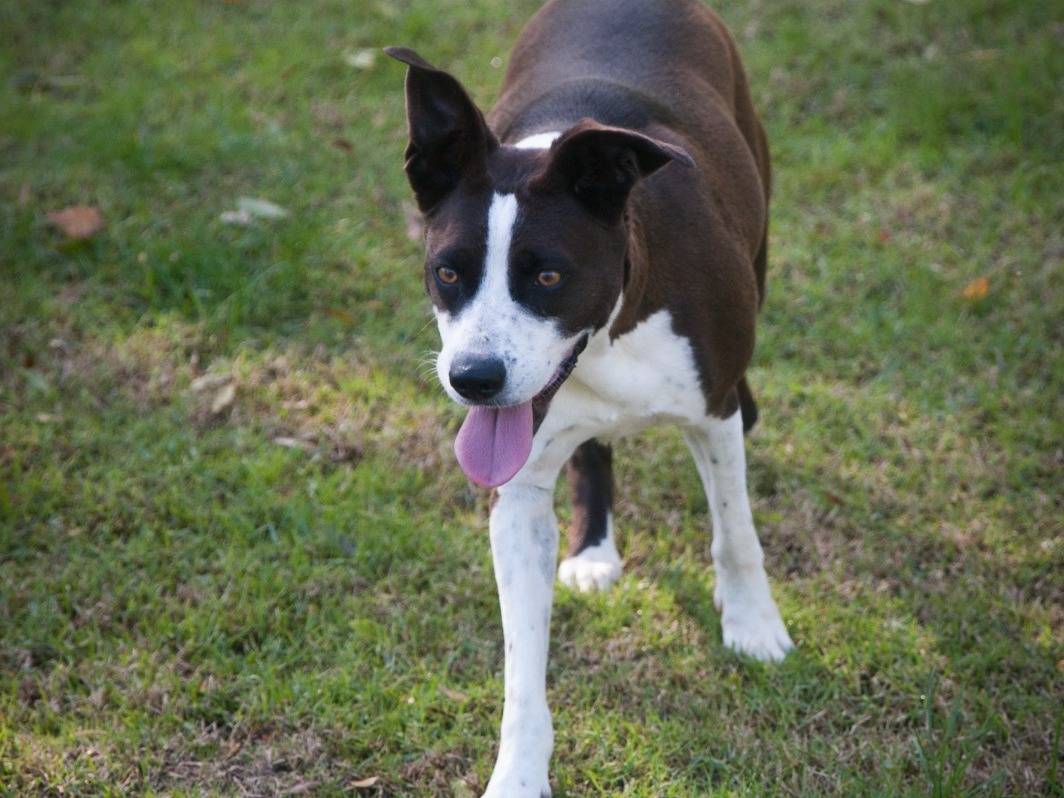 Adotta il cane BELLA  a Frosinone