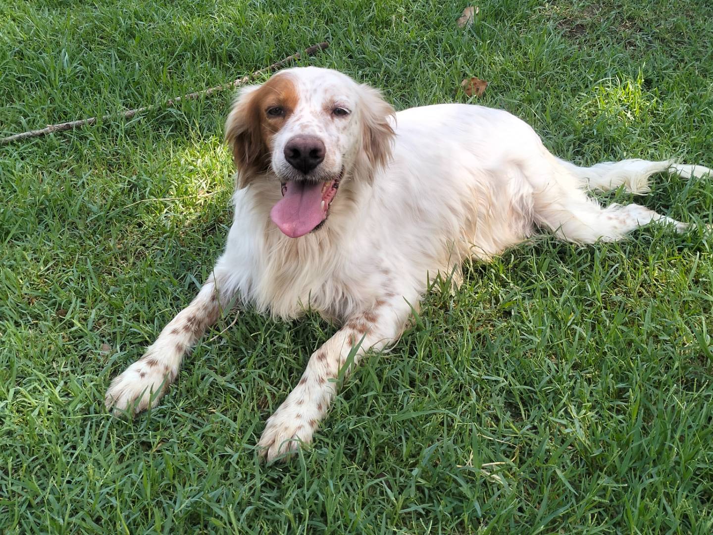 Vuoi adottare un cane a Frosinone?