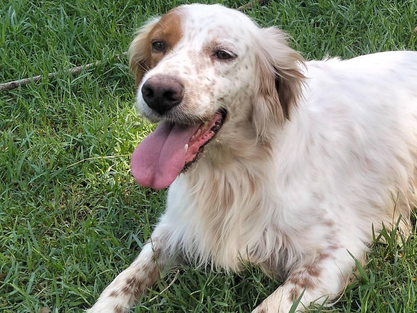 Adotta il cane THOMAS a Frosinone