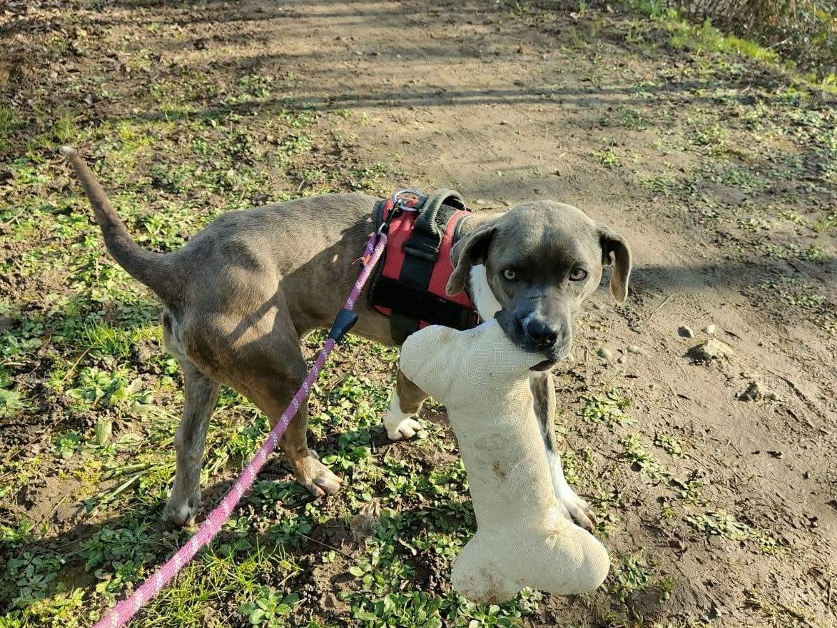 Adozione cane, femmina, Corso Razza sconosciuta, 4 anni e 2 mesi, taglia grande, Brescia