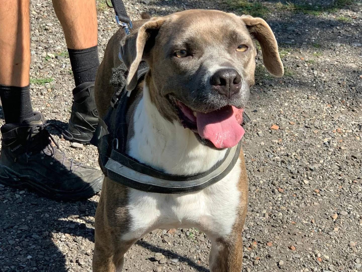 Adotta un cane, femmina, 4 anni e 2 mesi, Brescia