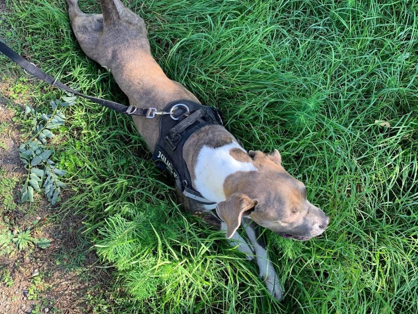 Adotta un cane, taglia grande, femmina, Brescia