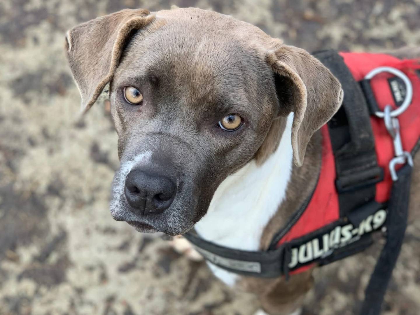 Vuoi adottare un cane a Brescia?