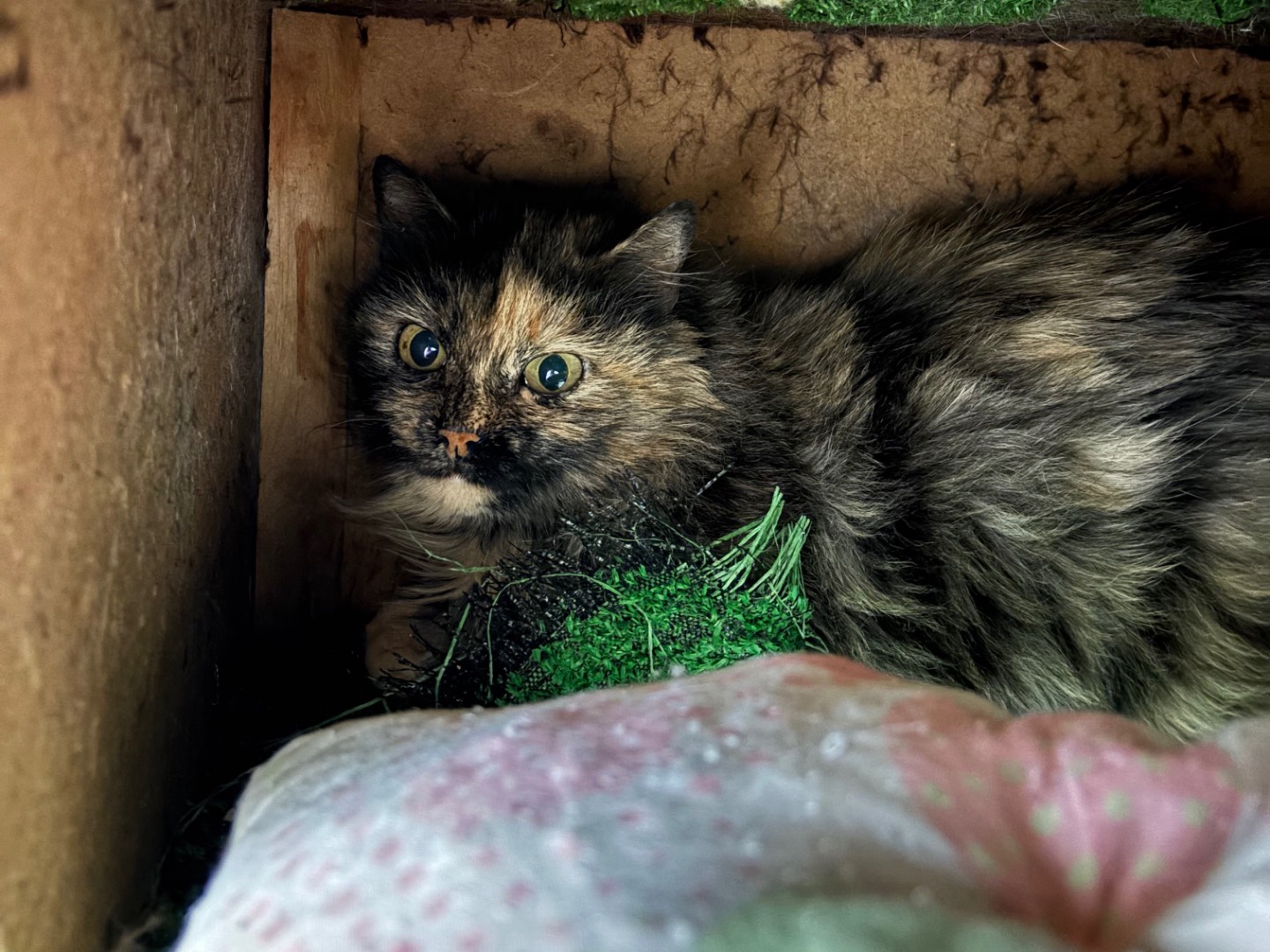 Adozione gatto, femmina, Razza sconosciuta Razza sconosciuta, 6 anni e 2 mesi, taglia non valida, Brescia