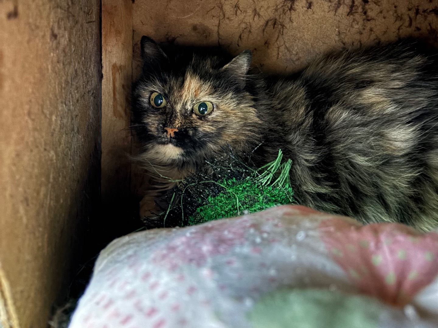Adotta un gatto, femmina, 6 anni e 2 mesi, Brescia