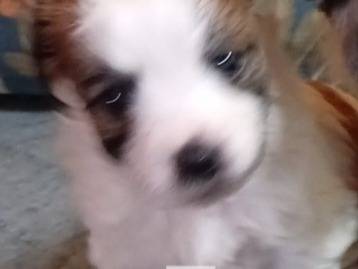 Adozione cane, femmina, Razza sconosciuta Razza sconosciuta, 1 mesi, taglia piccola, Latina