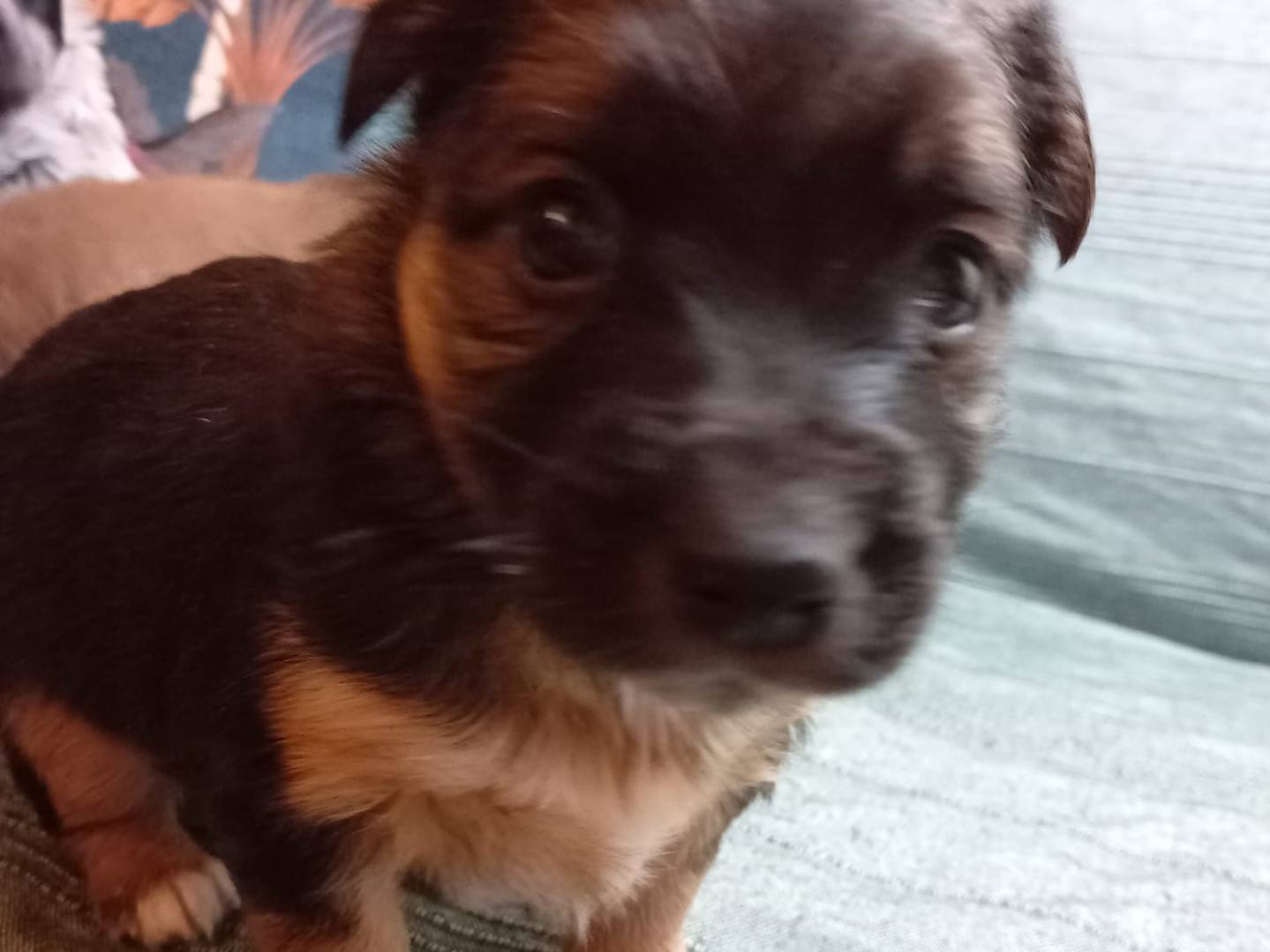 Adotta un cane, femmina, 1 mesi, Latina