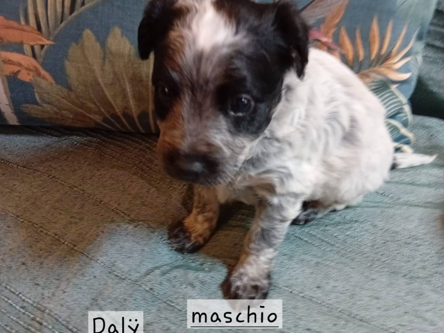 Adozione cane, maschio, Razza sconosciuta Razza sconosciuta, 1 mesi, taglia piccola, Latina