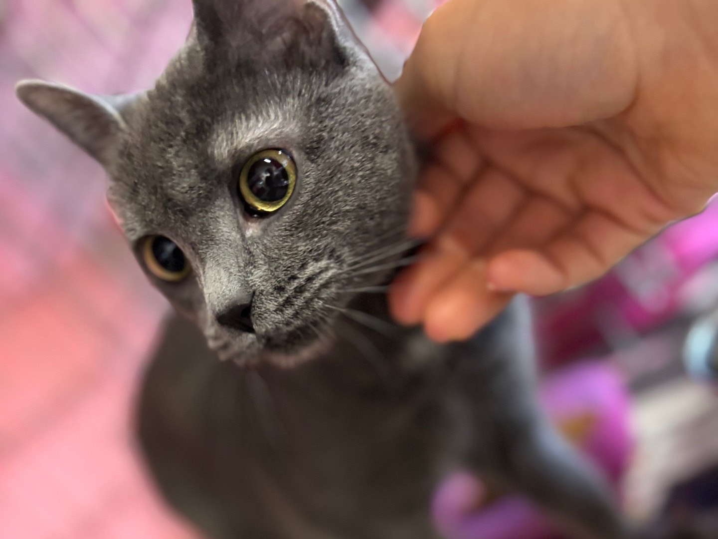 Adozione gatto, femmina, Razza sconosciuta Razza sconosciuta, 10 mesi, taglia non valida, Brescia