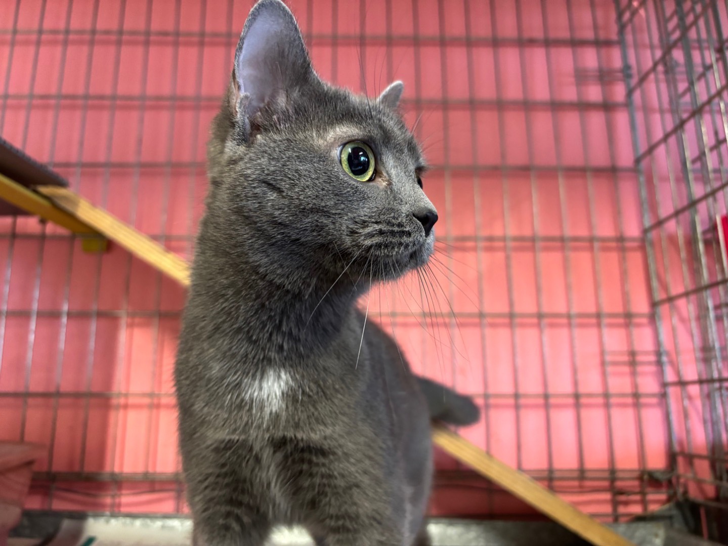 Adotta un gatto, femmina, 10 mesi, Brescia