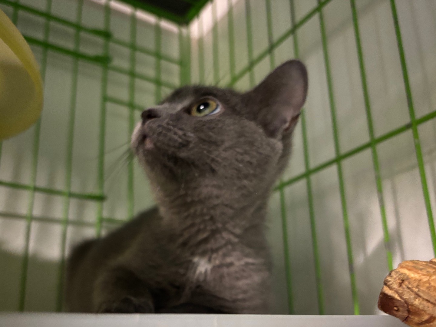 Adotta il gatto Tella a Brescia