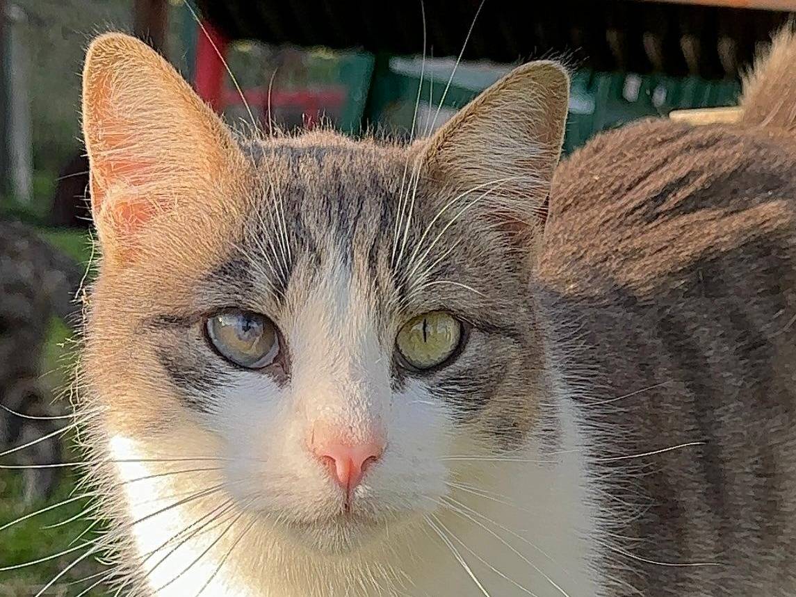 Vuoi adottare un gatto a Roma?