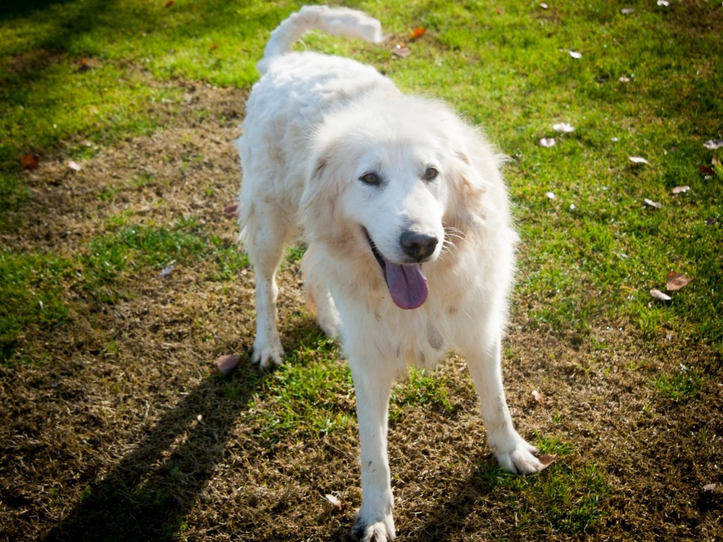 Adotta un cane, maschio, 6 anni e 9 mesi, Frosinone