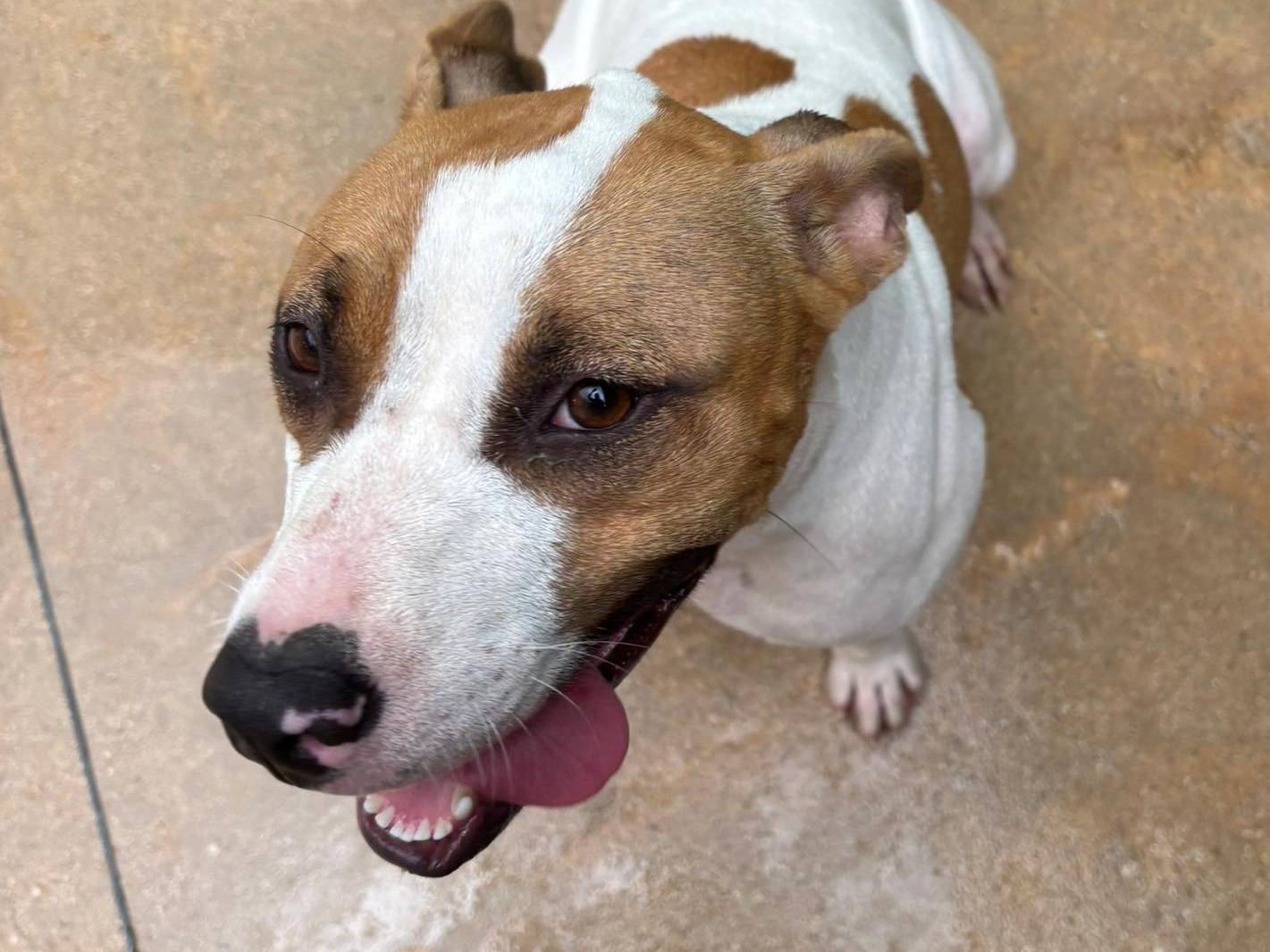 Adotta il cane Dea a Frosinone