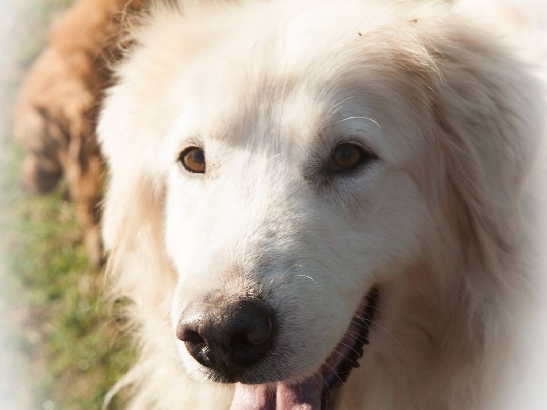 Adotta un cane, taglia grande, maschio, Frosinone