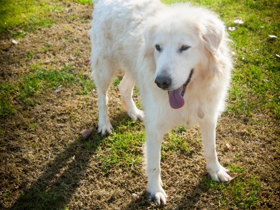 Vuoi adottare un cane a Frosinone?