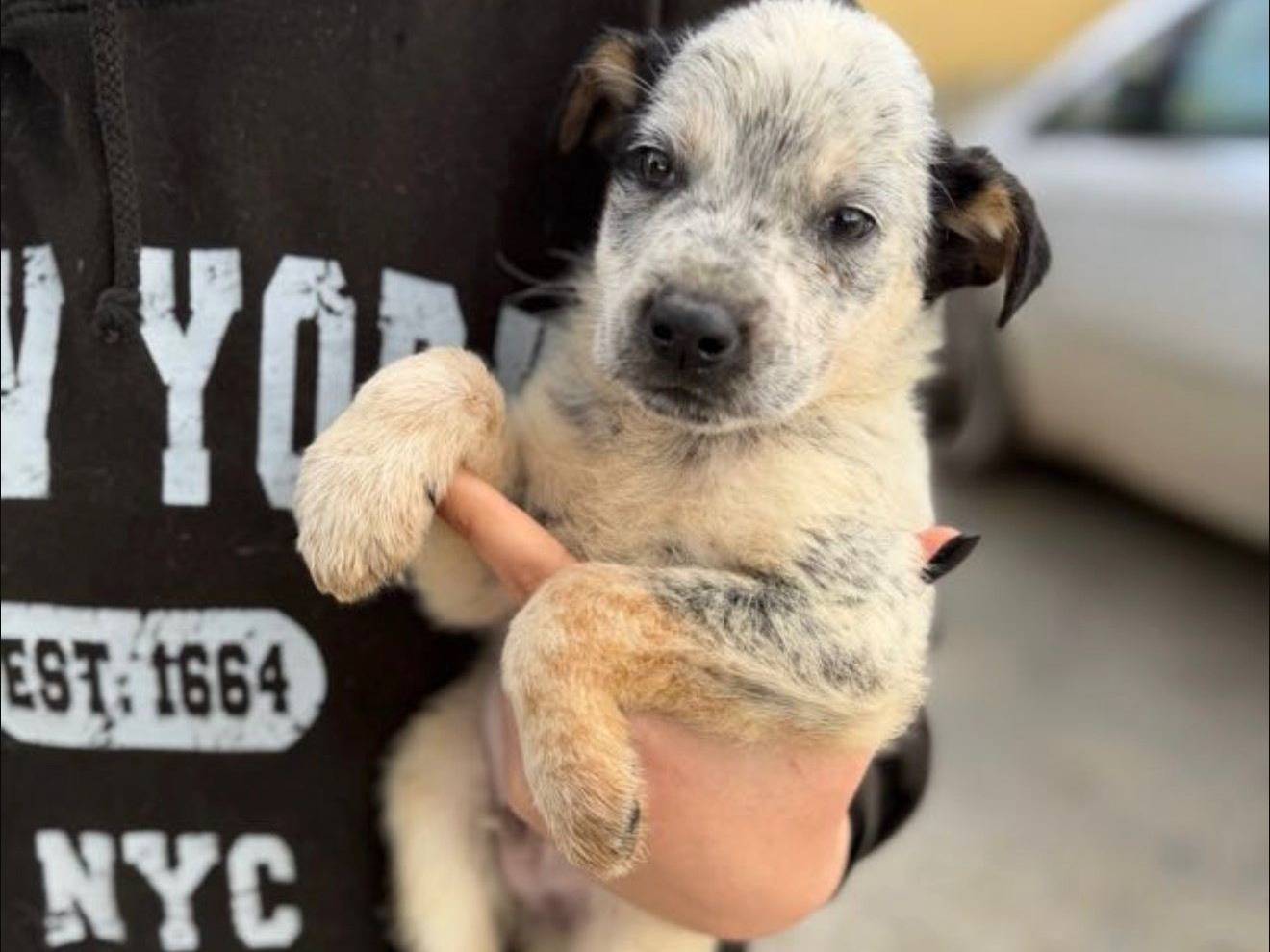 Adozione cane, maschio, Razza sconosciuta Razza sconosciuta, 4 mesi, taglia piccola, Matera