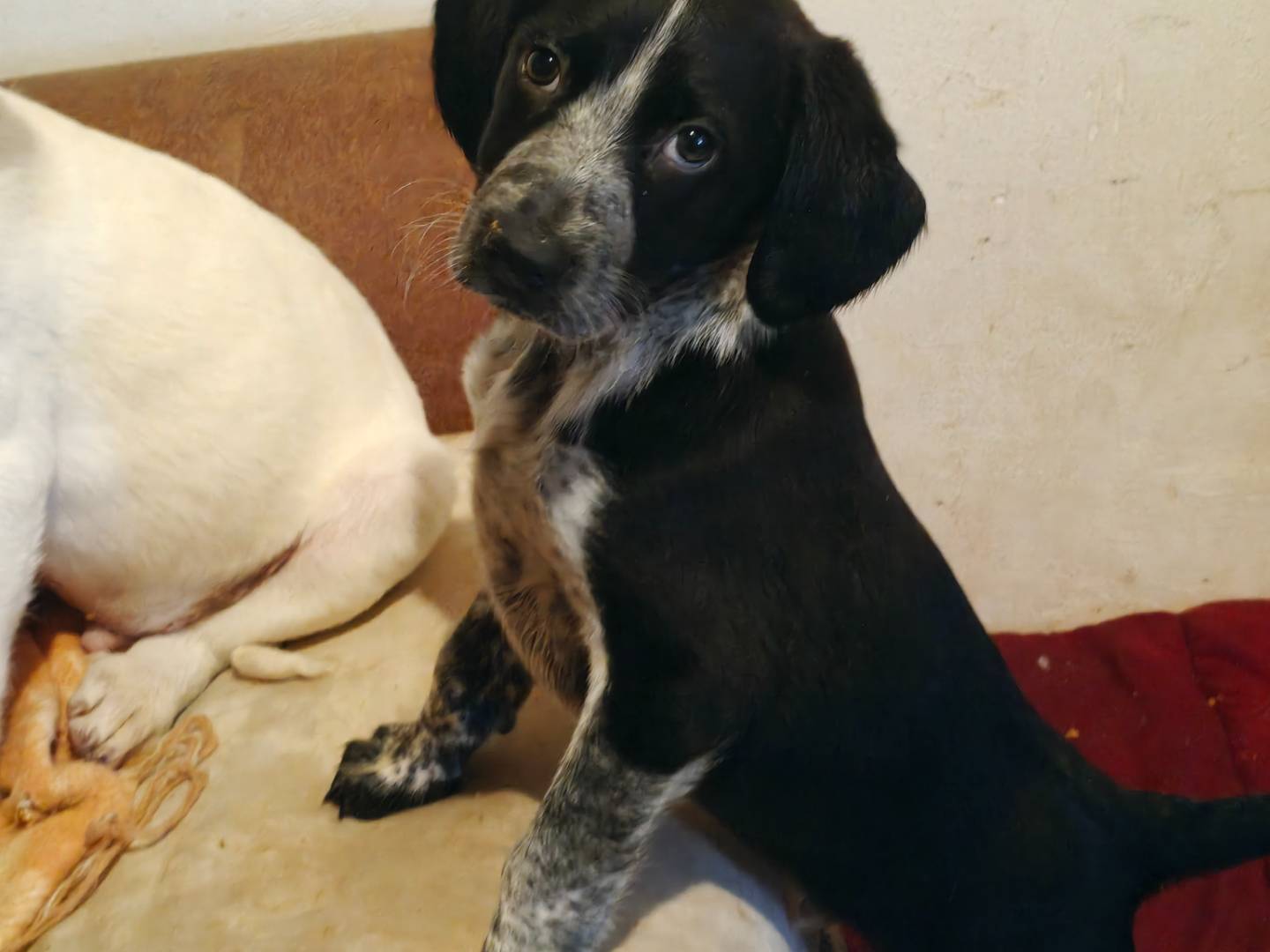 Adozione cane, maschio, Razza sconosciuta Razza sconosciuta, 3 mesi, taglia media, Trapani