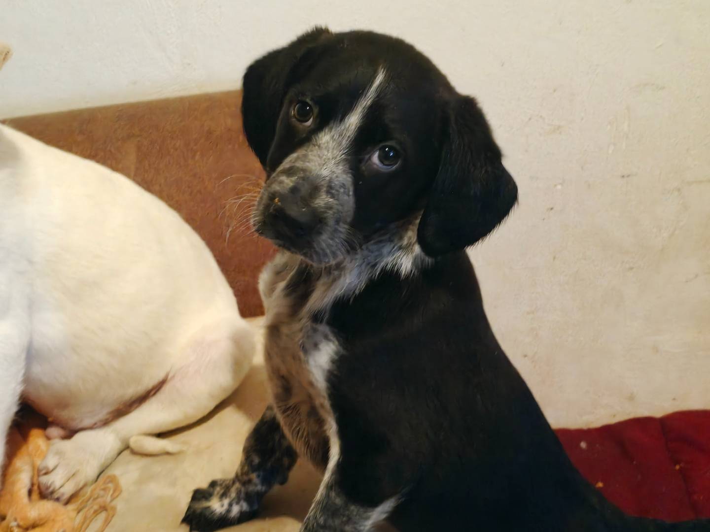 Adotta un cane, maschio, 3 mesi, Trapani