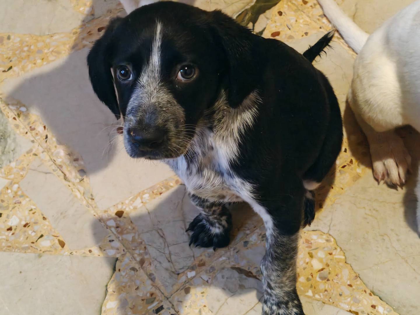 Adotta un cane, taglia media, maschio, Trapani