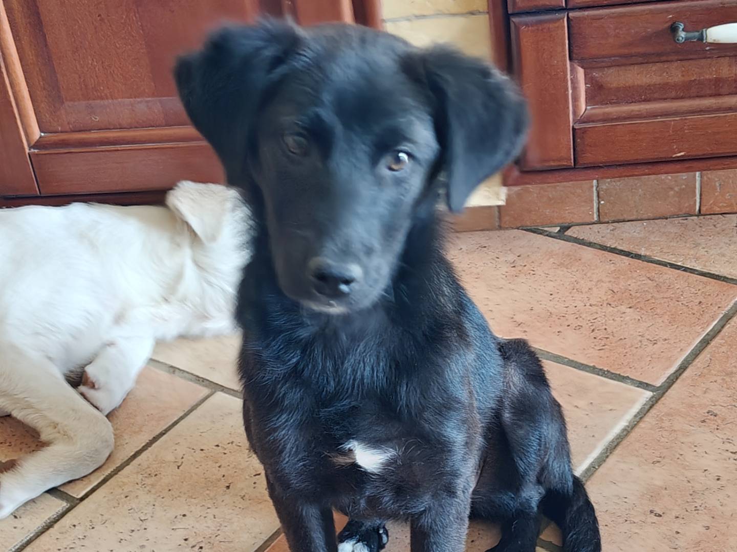 Adozione cane, femmina, Razza sconosciuta Razza sconosciuta, 4 mesi, taglia media contenuta, Trapani