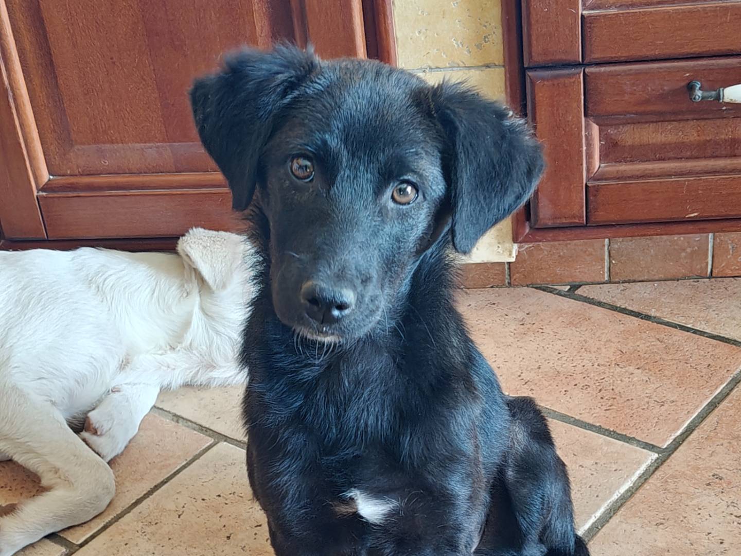 Adotta un cane, femmina, 4 mesi, Trapani