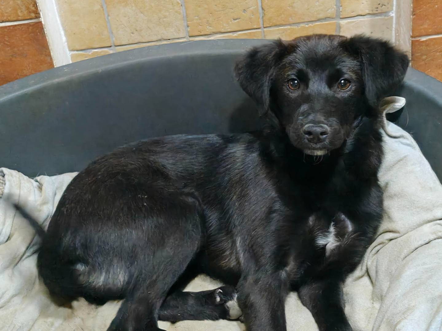 Vuoi adottare un cane a Trapani?