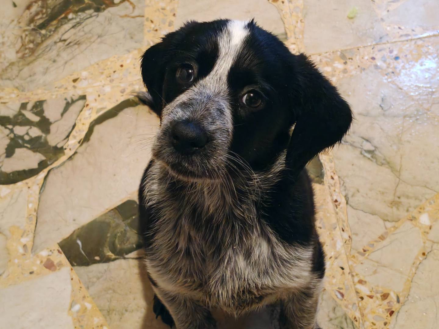 Adozione cane, femmina, Razza sconosciuta Razza sconosciuta, 4 mesi, taglia media, Trapani