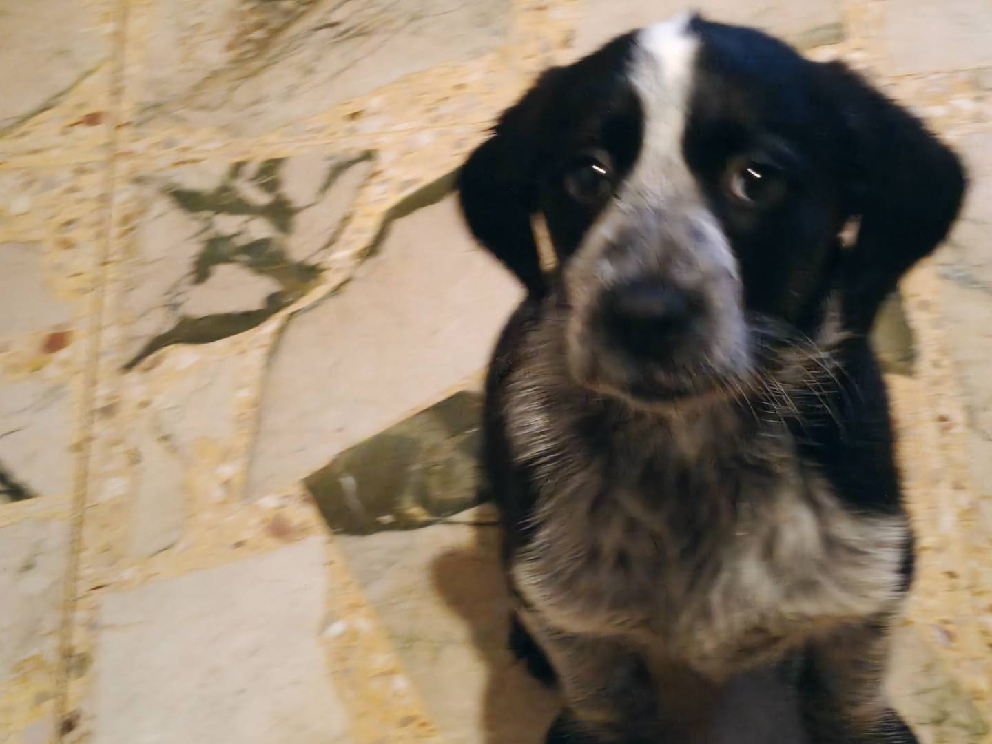 Adotta un cane, femmina, 4 mesi, Trapani