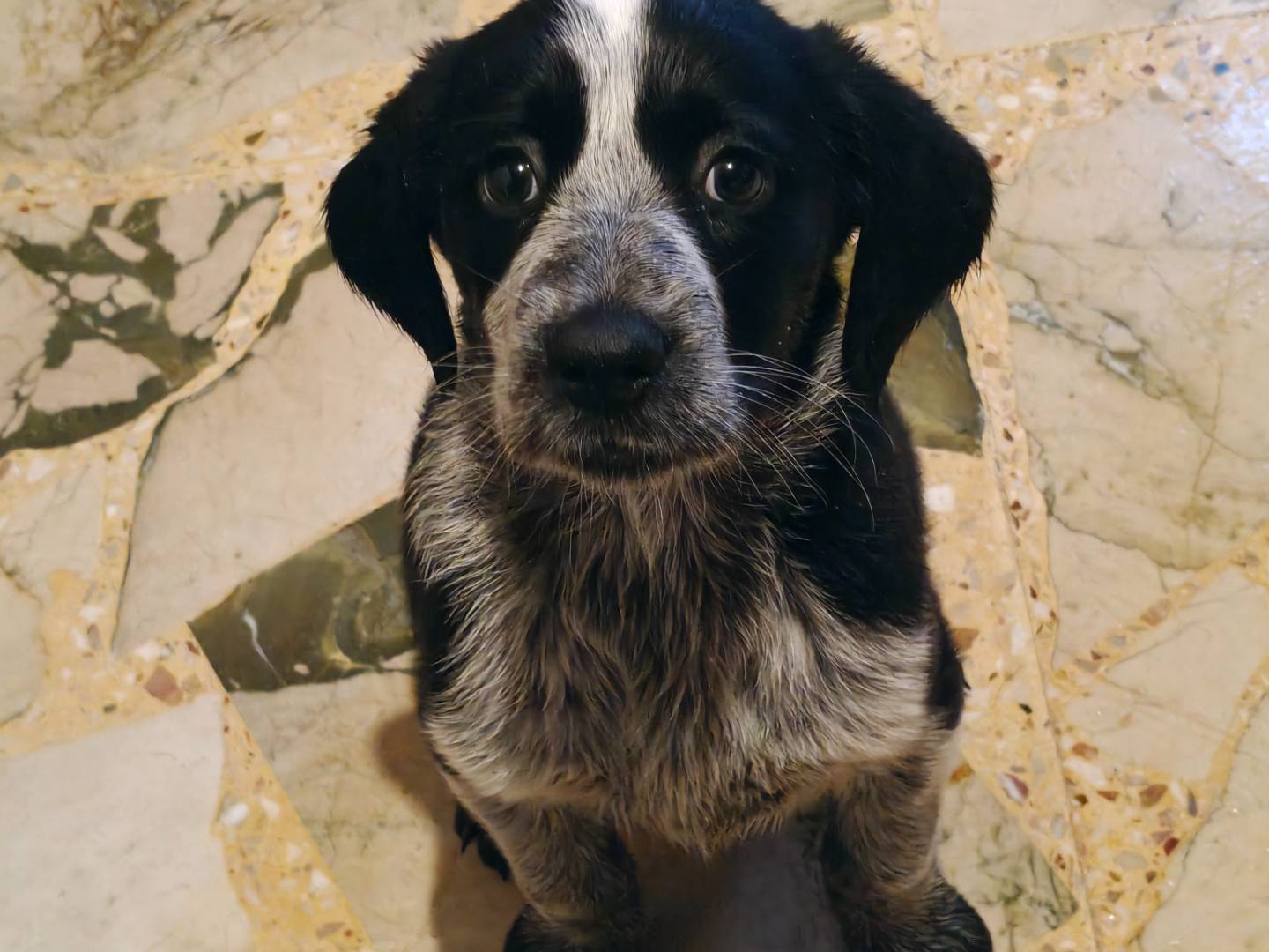 Adotta un cane, taglia media, femmina, Trapani