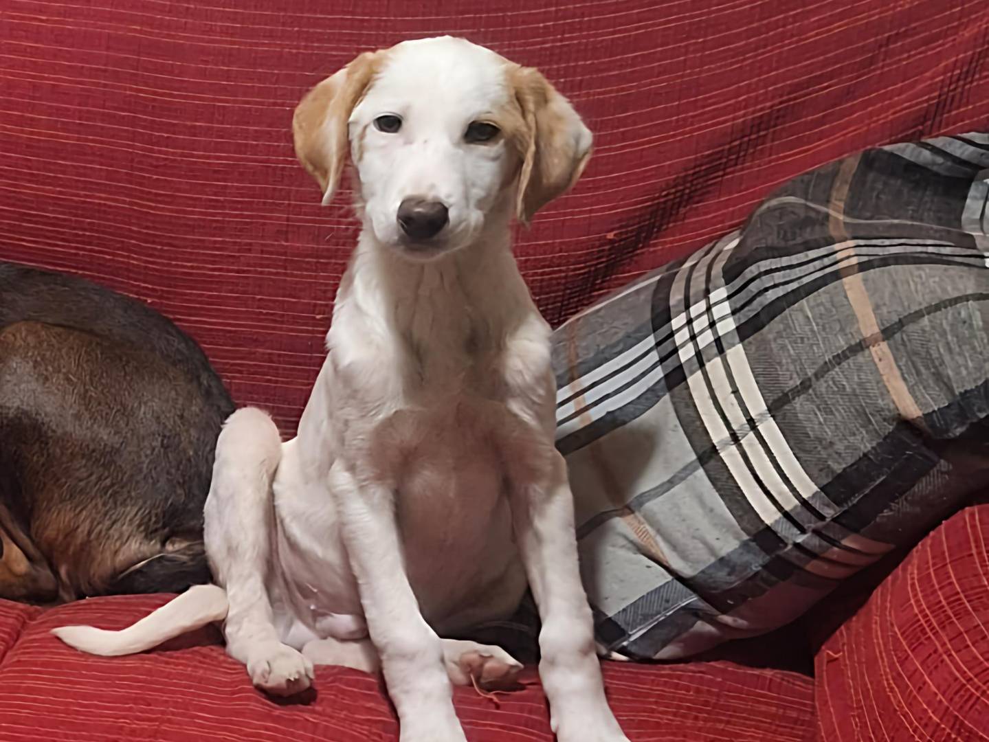 Adozione cane, maschio, Razza sconosciuta Razza sconosciuta, 4 mesi, taglia media, Trapani