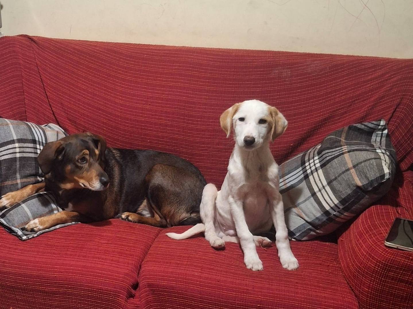 Adotta un cane, maschio, 4 mesi, Trapani