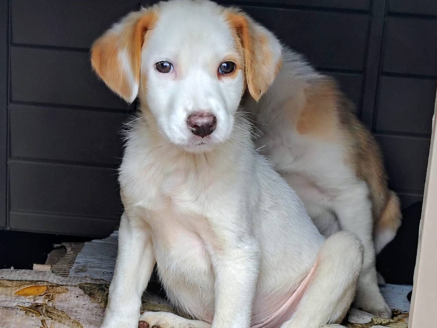 Adotta un cane, taglia media, maschio, Trapani