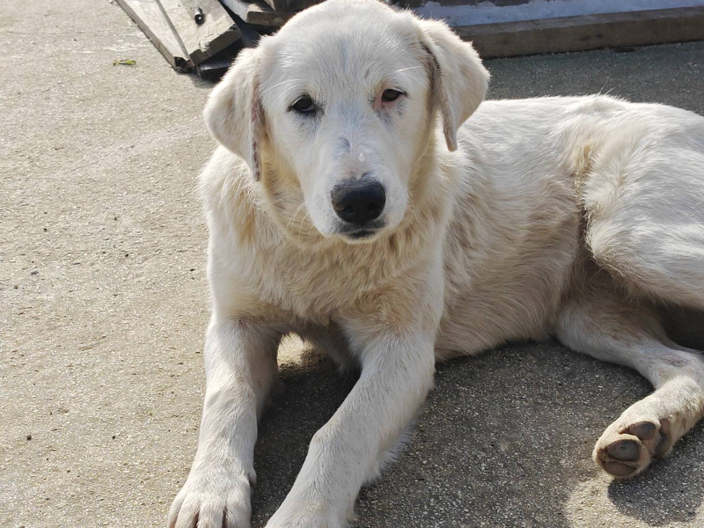 Adozione cane, femmina, Pastore maremmano Razza sconosciuta, 8 mesi, taglia grande, Palermo