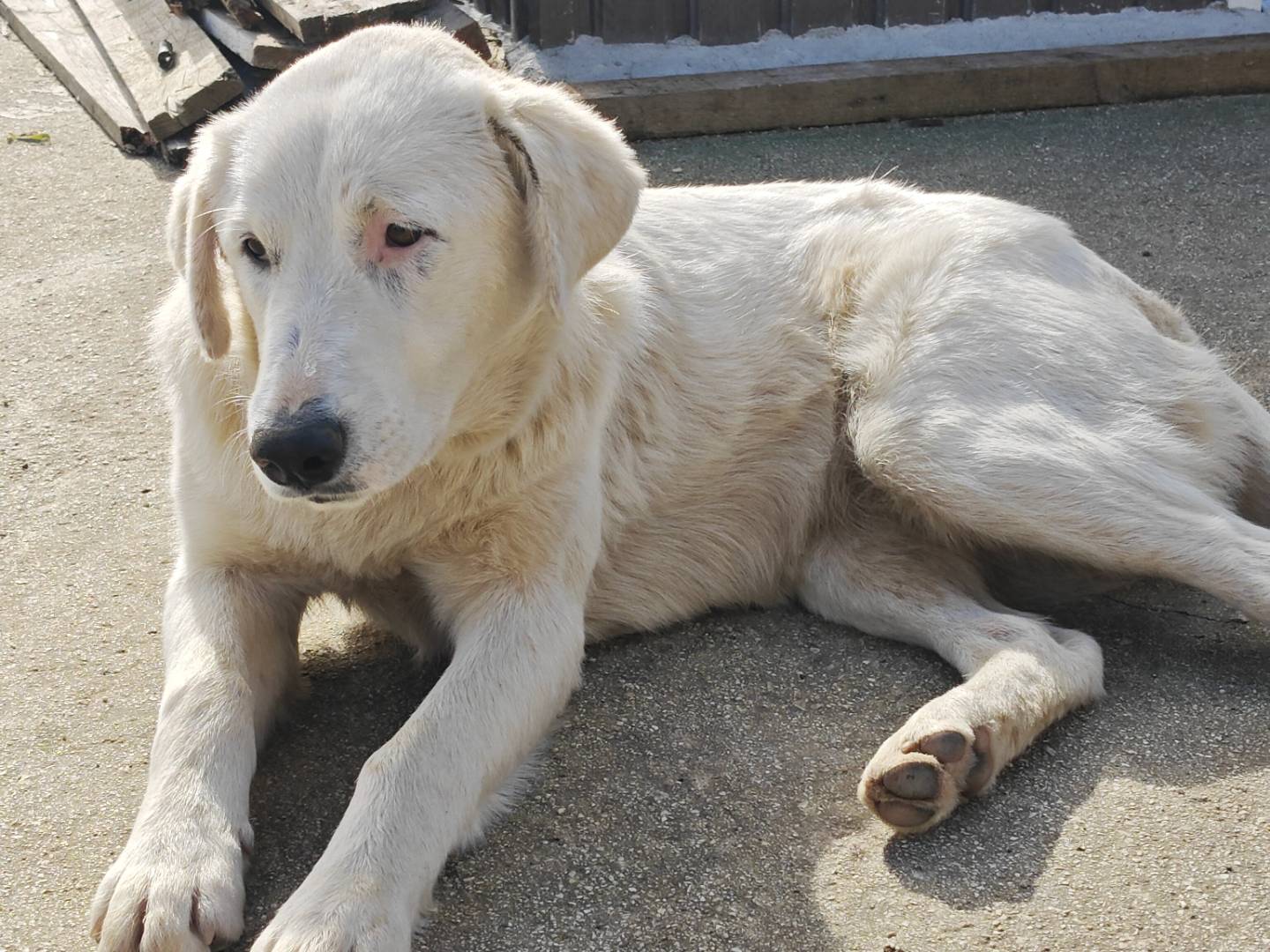 Adotta un cane, femmina, 8 mesi, Palermo