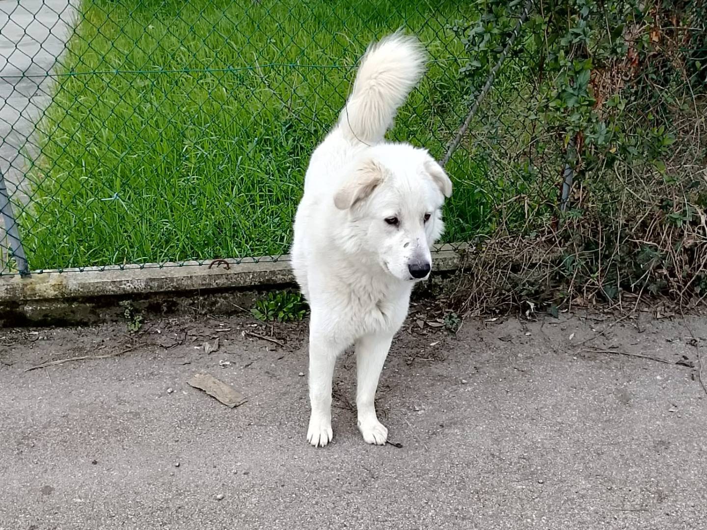 Adozione cane, maschio, Pastore maremmano Razza sconosciuta, 1 anno e 4 mesi, taglia grande, Bologna